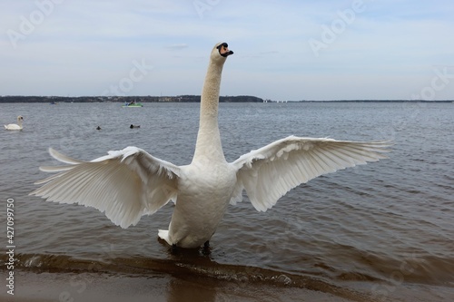 Fototapeta Naklejka Na Ścianę i Meble -  The whooper swan (Cygnus cygnus) also known as the common swan or the mute swan (Cygnus olor). Beautiful white swan with wide open wings
