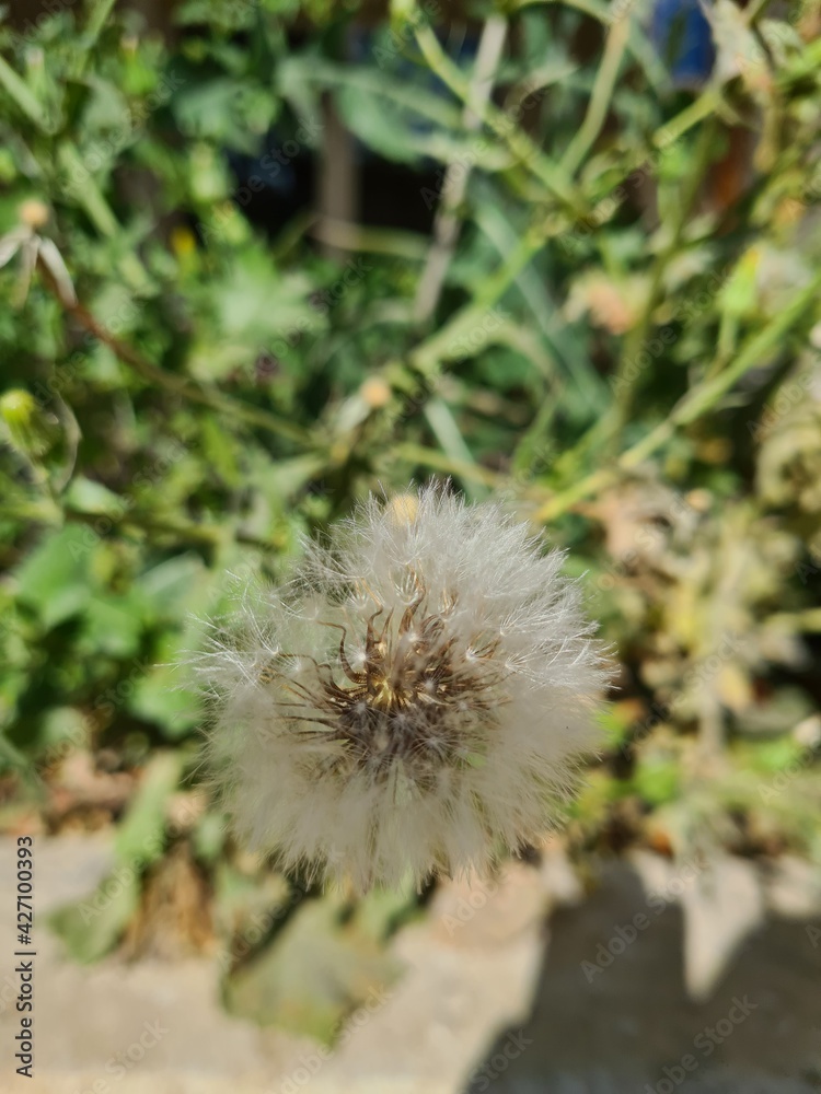 Fototapeta premium flower in bloom