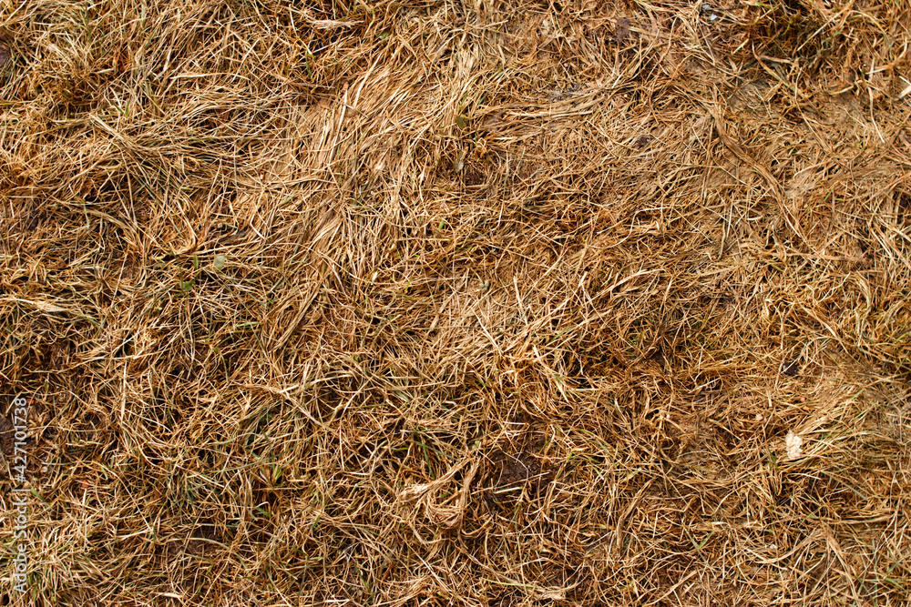 Last year's grass background image texture Last year's grass background image texture