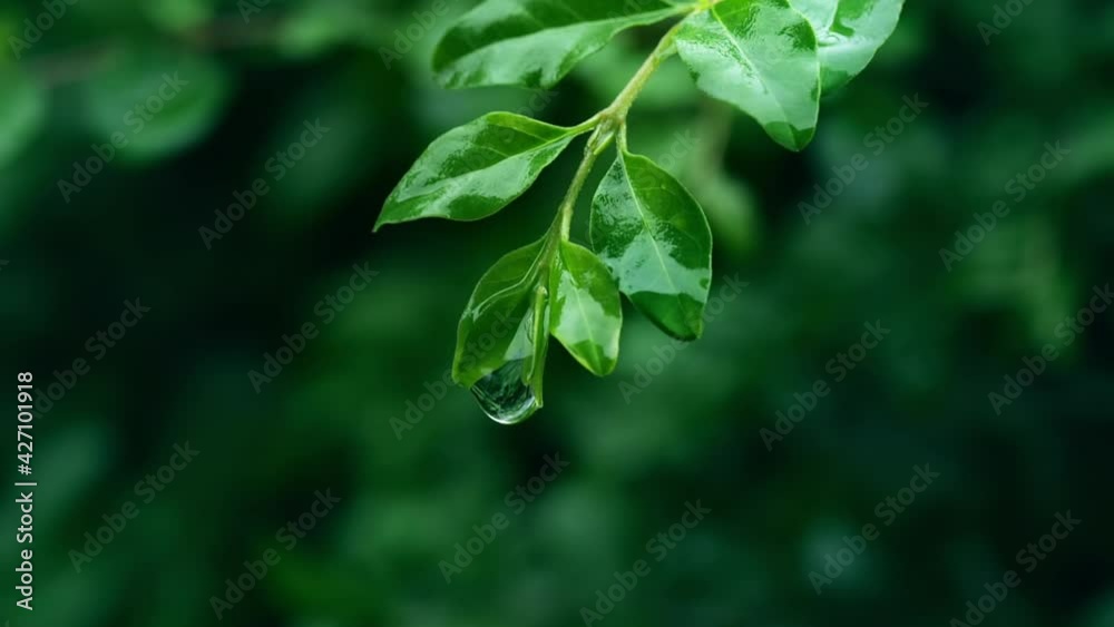 Water drops dripping on green branch after rain, close-up, blur background Water drops dripping on green branch after rain, close-up, blur background
