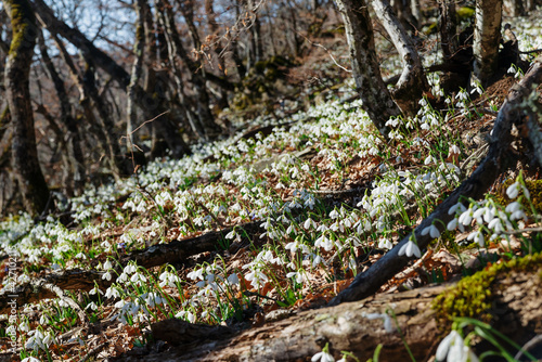 Snowdrops in the spring forest