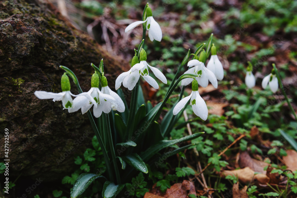 Snowdrops in the spring forest Snowdrops in the spring forest
