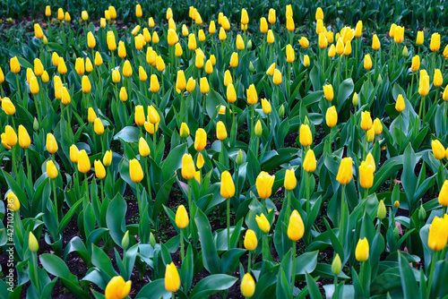 Tulips in the garden in spring