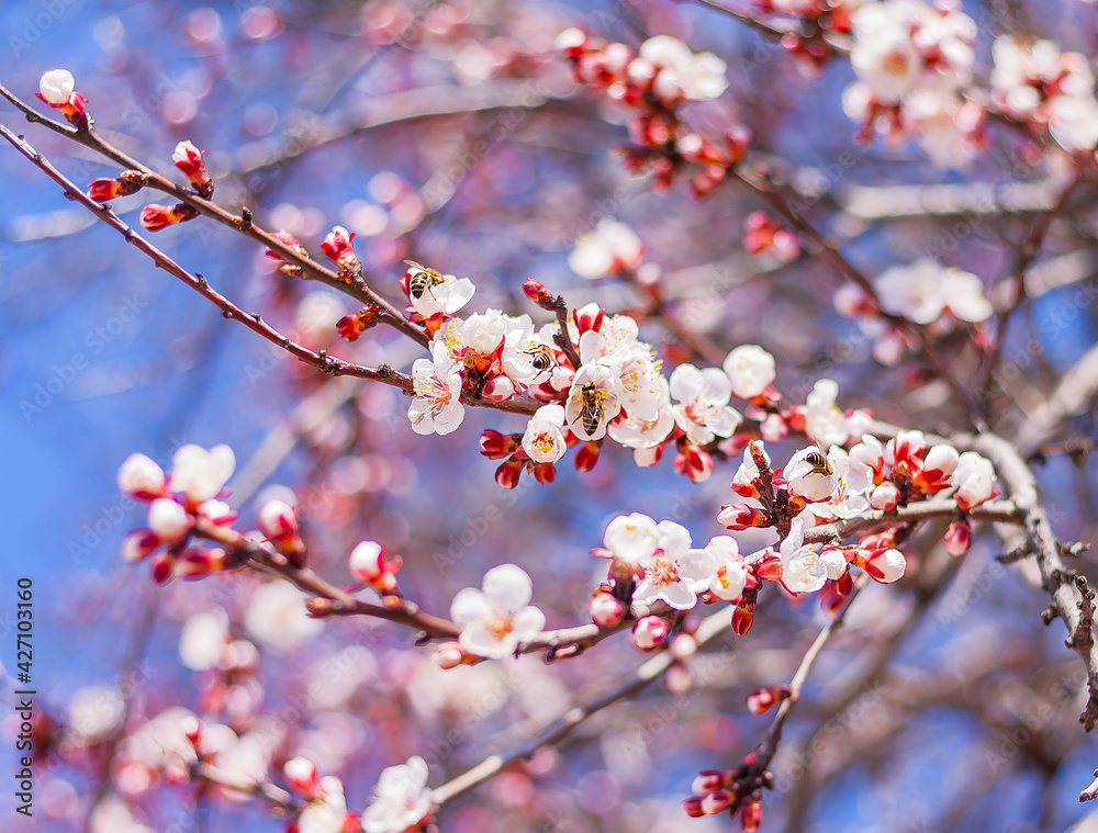 beautiful blooming fruit tree in the garden and bees near its white flowers beautiful blooming fruit tree in the garden and bees near its white flowers