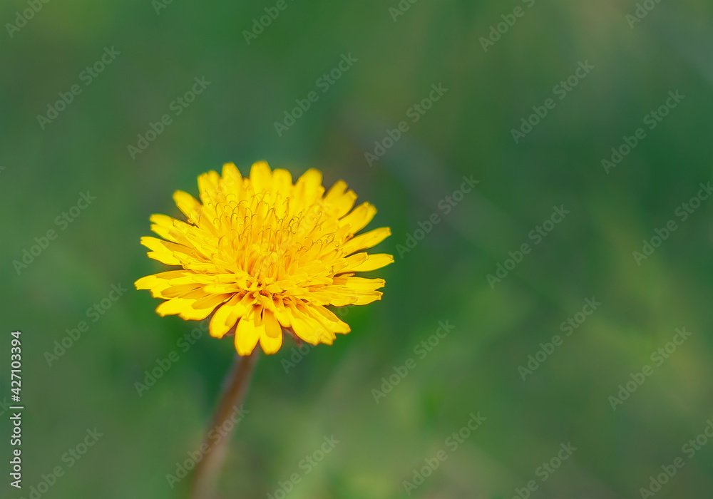 one yellow dandelion in the meadow on a green background with copy space one yellow dandelion in the meadow on a green background with copy space