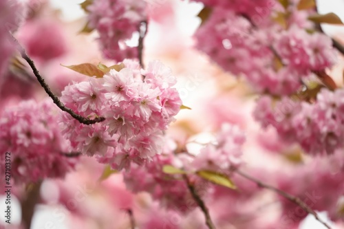 cherry blossom background with lovely pink color