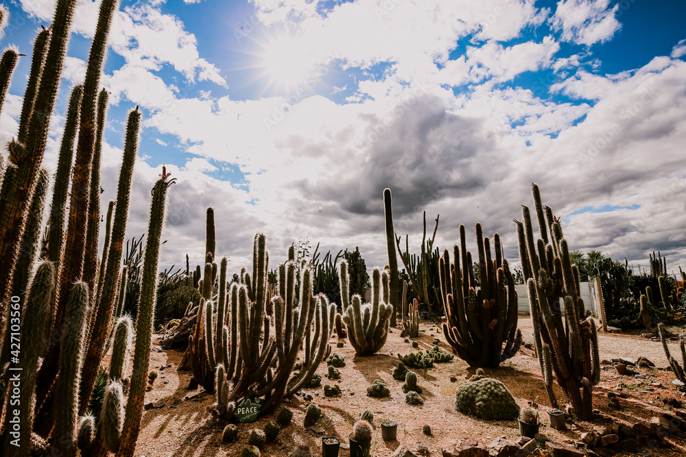 Overcast day at a cactus farm with bright sunlight streaking through the clouds