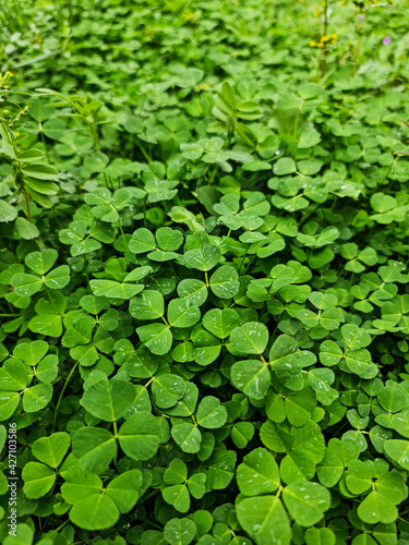 clover background.plant background.