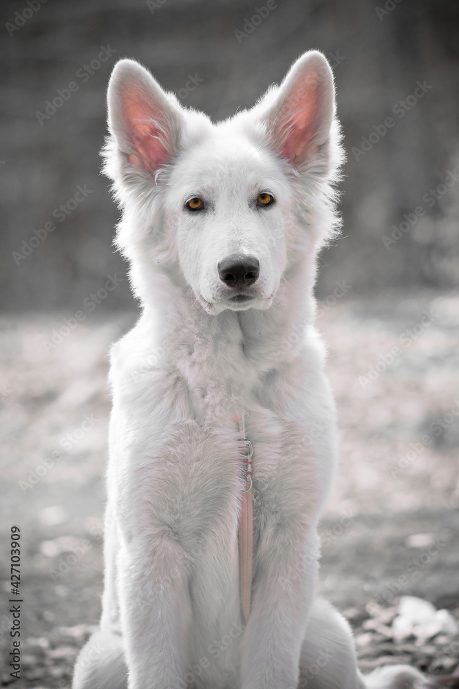 Puppy of a White Swiss Shepherd Dog sitting