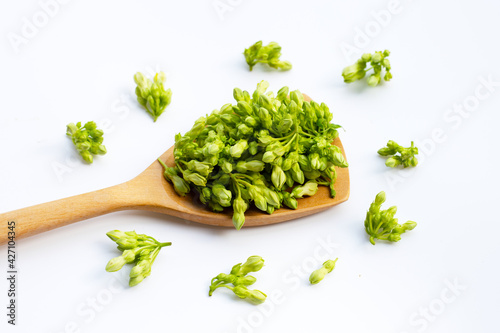 Photography Fresh cowslip creeper on white background