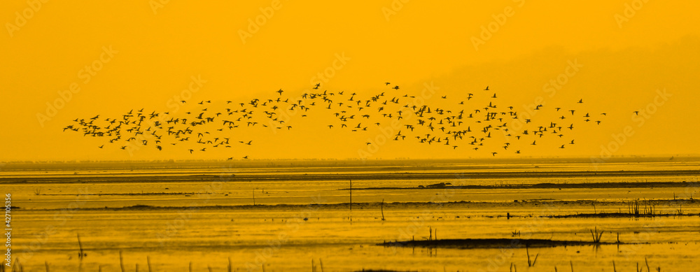 Fototapeta premium Migratory birds fly over the water in the wetlands at sunset. Poyang Lake, Jiangxi Province, China.