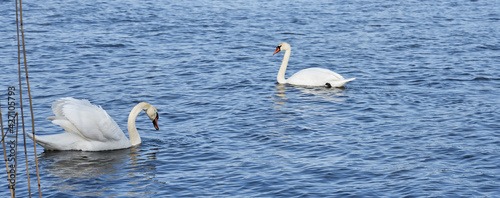 Two swans are floating on the water.