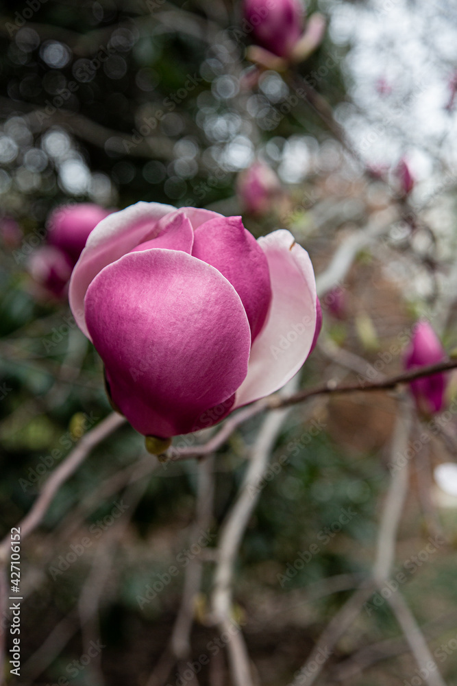 Fototapeta premium gorgeous magnolia flower bud