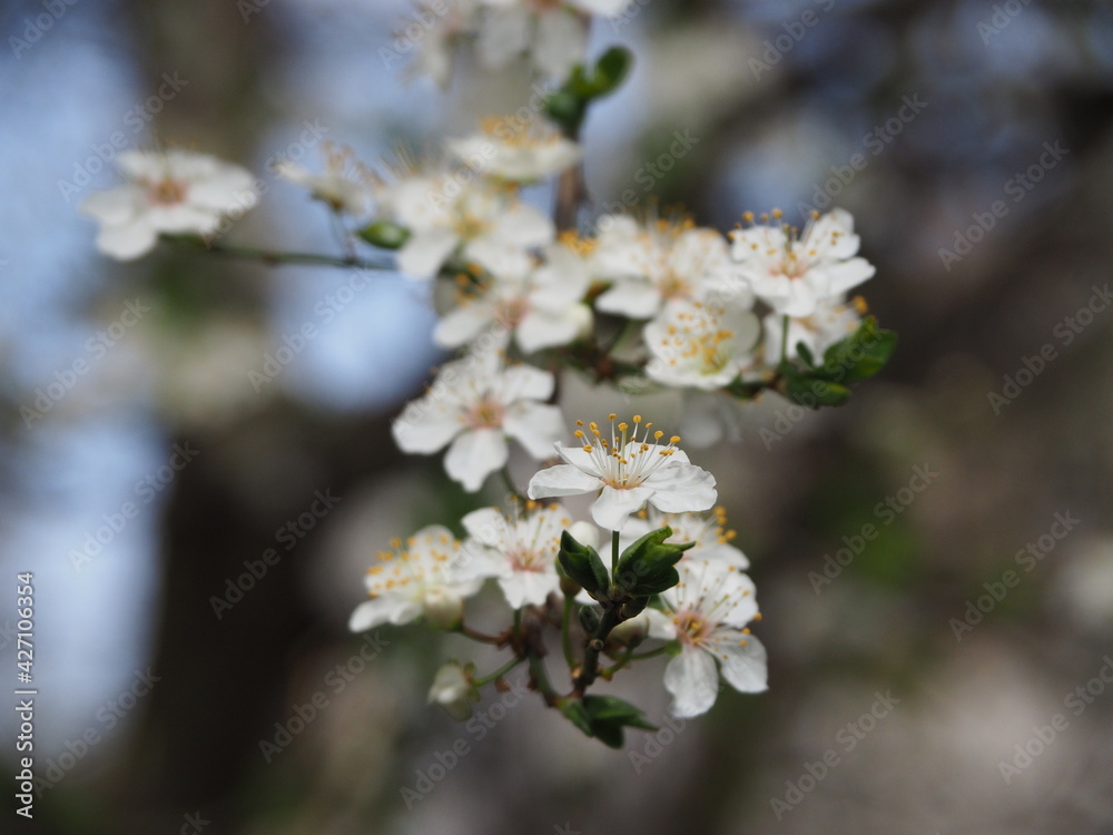 Spring flower on tree with bee