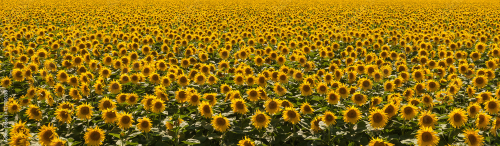 Field of Sunflowers Field of Sunflowers