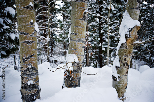 Aspen in Snow