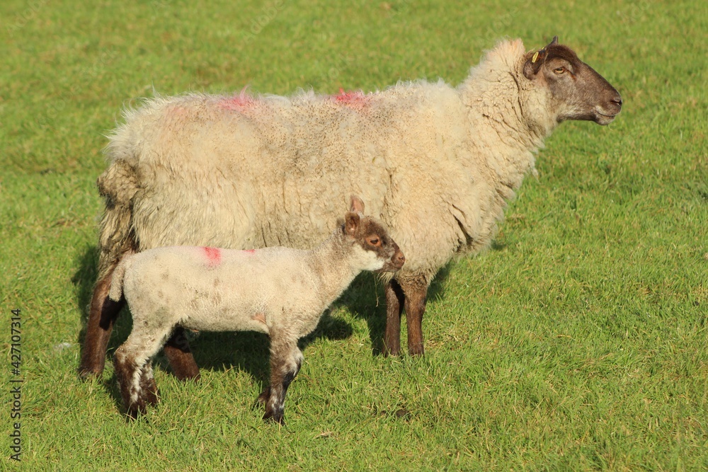 Sheep: Cross breed ewe and her lamb on farmland in rural Ireland during springtime Sheep: Cross breed ewe and her lamb on farmland in rural Ireland during springtime