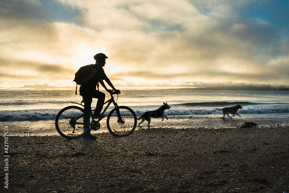 Fototapeta premium Silhouette image of a cyclist riding along the Milford beach with Rangitoto Island in the clouds and two dogs playing on the beach