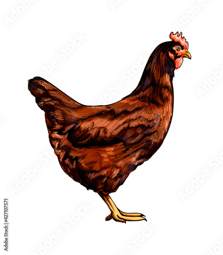 Brown hen, chicken from a splash of watercolor, colored drawing, realistic. Vector illustration of paints