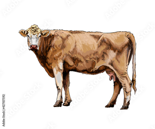 Brown cow from a splash of watercolor, colored drawing, realistic. Vector illustration of paints