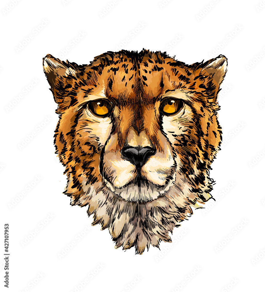 Cheetah (Acinonyx Jubatus), Realistic Drawing, Illustration For The  Encyclopedia Of Animals Of Africa And The Middle East, Isolated Image On A  White Background Stock Photo, Picture and Royalty Free Image. Image  179639079.