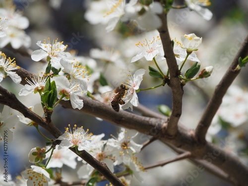 Spring flower on tree with bee