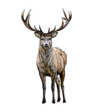 Red deer from a splash of watercolor, colored drawing, realistic. Vector illustration of paints