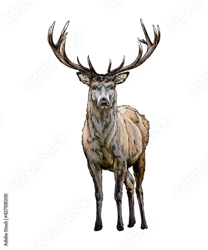 Red deer from a splash of watercolor, colored drawing, realistic. Vector illustration of paints