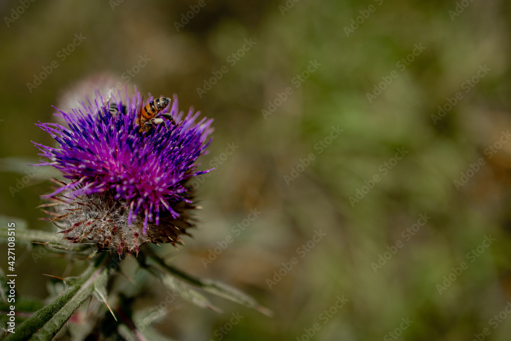 Close up of Bee collects honey from thistle, macro Close up of Bee collects honey from thistle, macro