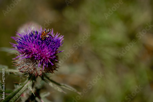 Close up of Bee collects honey from thistle  macro