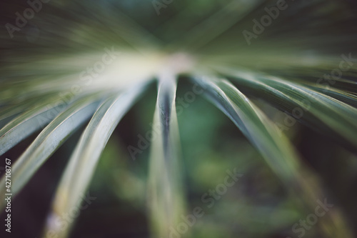 close up of a leaf