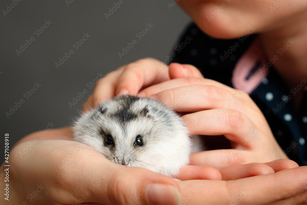 Little grey dwarf hamster on womans hands look at camera Little grey dwarf hamster on womans hands look at camera