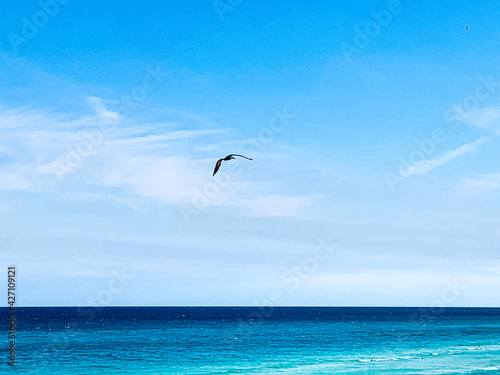 seagulls on the sea