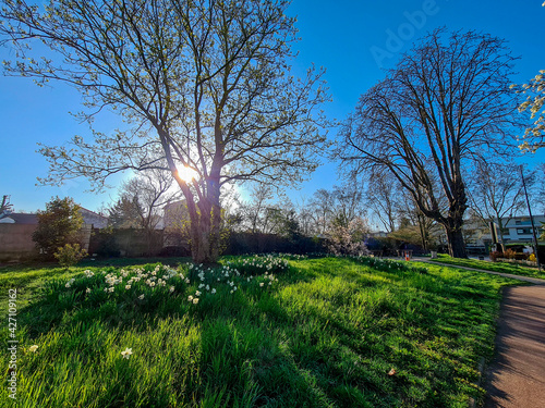 spring in the park