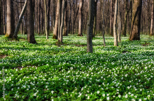 Spring forest during sunset. Flower blossoms in the springtime in the forest. Landscape in spring. Photo for the background. Fresh plants and warm weather. © biletskiyevgeniy.com