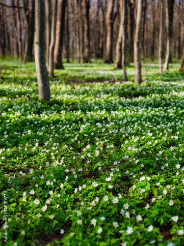Spring forest during sunset. Flower blossoms in the springtime in the forest....