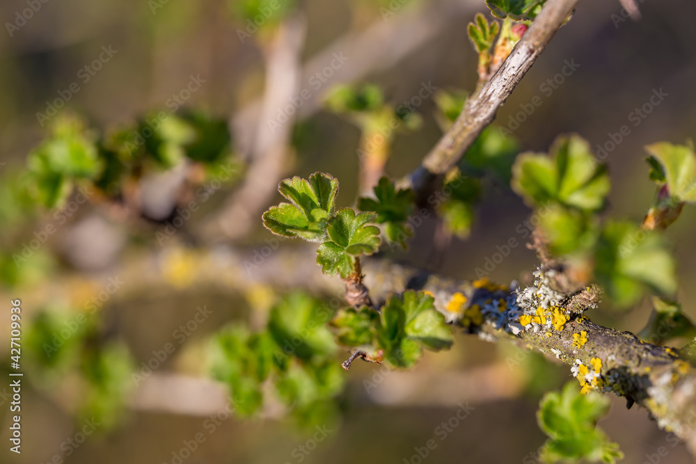 wild strawberry plant wild strawberry plant