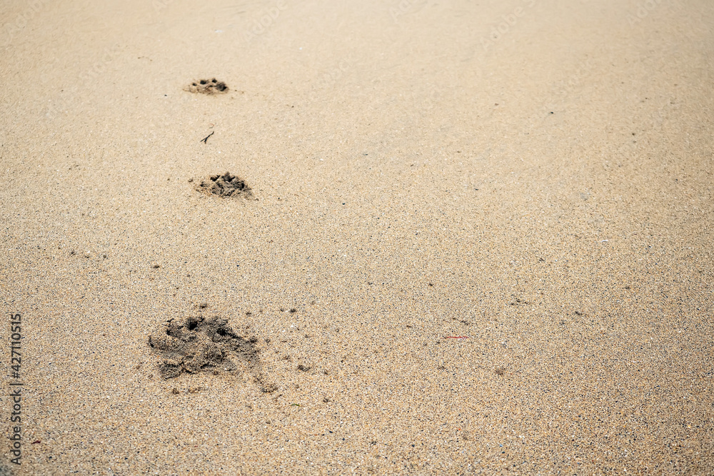 Animal foot print on a sandy surface. Dog track on a yellow sandy beach surface Animal foot print on a sandy surface. Dog track on a yellow sandy beach surface
