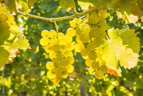 closeup of backlit bunches of sauvignon blanc grapes hanging on vine in vineyard at harvest time