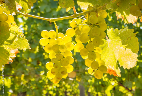 Cuadro en lienzo closeup of backlit bunches of sauvignon blanc grapes hanging on vine in vineyard