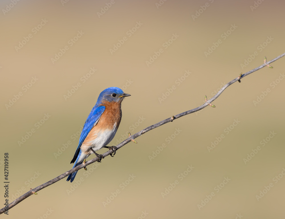 Fototapeta premium Eastern Bluebird Sitting on Tree Branch in Early Spring 