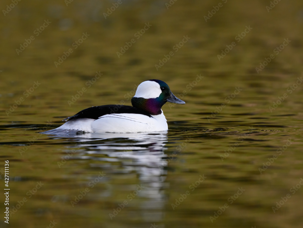 Male Bufflehead Swimming on Pond in Early Spring on Green Yellow Background Male Bufflehead Swimming on Pond in Early Spring on Green Yellow Background