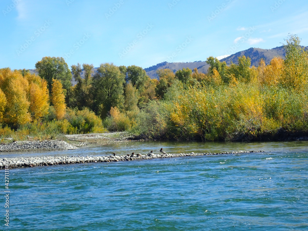 Mountains with river and fall trees