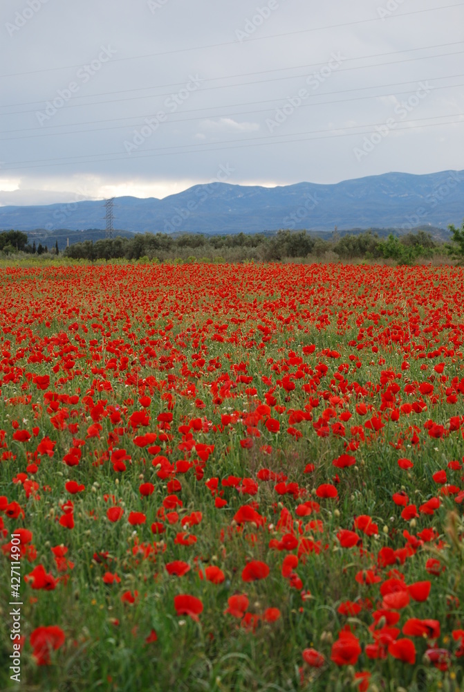 Red Poppy Flowers in Field