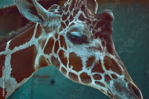 Giraffe head profile, giraffe in zoo, only head of a giraffe. background giraffe.