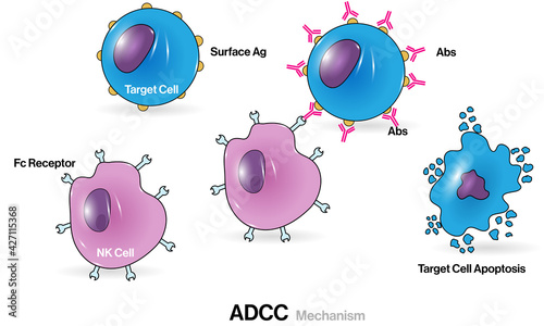 Illustration of Antibody Dependent Cell mediated Cytotoxicity or ADCC.