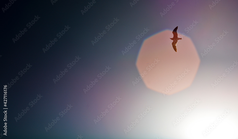 seagull flying in the sky, lens flare or reflection, blue sky