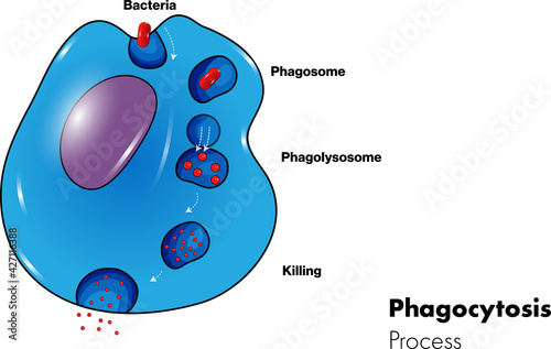 Mechanism of Phagocytosis of pathogens, in Eukaryotic cells. 