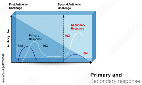 Illustration of Graph of primary and secondary immune response. 