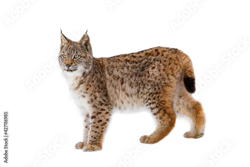 Canvas Print Lynx isolated on white background